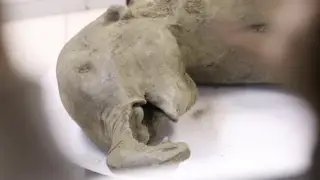 50,000-year-old baby mammoth discovered in Siberian permafrost