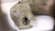 50,000-year-old baby mammoth discovered in Siberian permafrost