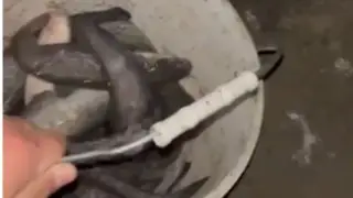 Mass fish kill recorded in Atyrau