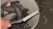 Mass fish kill recorded in Atyrau