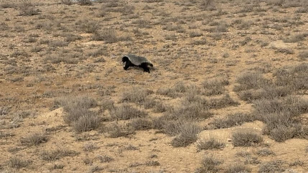 Rare predator was captured in unique photo at Ustyurt Reserve