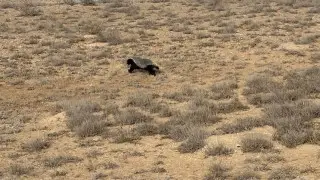 Rare predator was captured in unique photo at Ustyurt Reserve