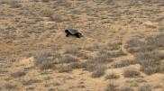 Rare predator was captured in unique photo at Ustyurt Reserve