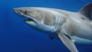 Surfer mauled in great white shark attack in Australia