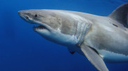 Surfer mauled in great white shark attack in Australia