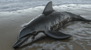 Eco-catastrophe in the Black Sea: At least 32 dolphins died
