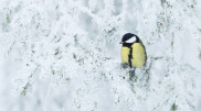 Temperatures in Kazakhstan to drop to -25°C before rapid warming