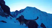 Snow leopard was captured on camera in East Kazakhstan Region