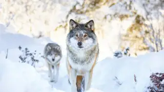Wolf and jackal hunting will be allowed in Kazakhstan