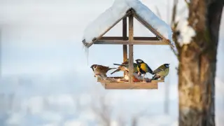 Help needed: Almaty Botanical Garden appeals to Kazakhstanis