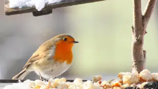 “Gathered in just 3 days“: Almaty residents helped Botanical Garden
