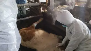 Karaganda region cannot cope with a dangerous horse disease