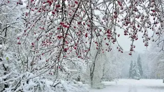 Frosts are not retreating: Astana weather for January 25-27