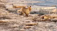 Fox spotted in the “Northern Arctic Kapchagay“