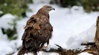 Snow and fog: Weather in Kazakhstan for January 28
