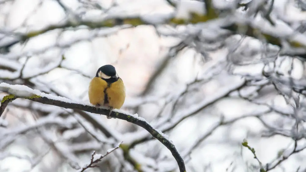 Snow and -25°C frost: Astana weather forecast from January 31 to February 2