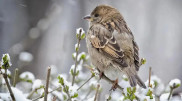 Blowing snow and frost: Astana weather forecast from February 5 to 7