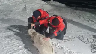Rescuers saved stranded saiga in Karaganda region