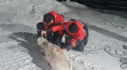 Rescuers saved stranded saiga in Karaganda region