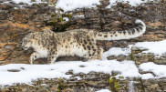 New addition to Katon-Karagai National Park