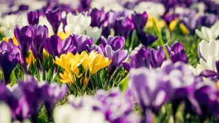 How Kazakhstanis will rest in March: 2025 calendar