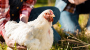 Bird flu outbreak in the U.S. raises concerns of human transmission
