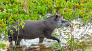 Extremely rare animal thought to be extinct caught on camera