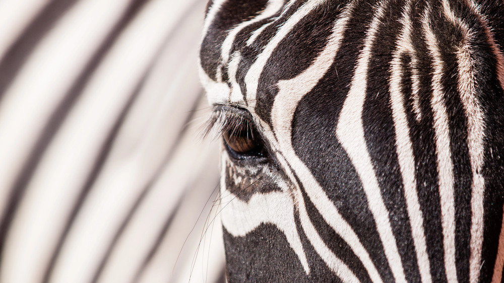 “Outrageous“: Fake zebras found at zoo in China