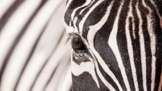 “Outrageous“: Fake zebras found at zoo in China
