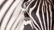 “Outrageous“: Fake zebras found at zoo in China