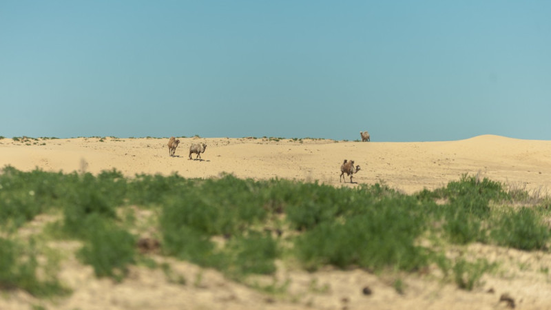 Photo ©️ Turar Kazangapov