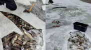 Video of mass fish die-off sparks discussion in Kazakhstan, ministry responds