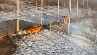 Tigers brought to Kazakhstan show signs of mating instinct