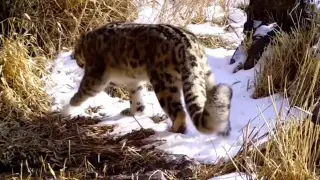 Snow leopard was captured on camera trap in Almaty region