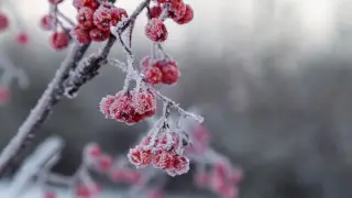 Frosts down to -20 degrees will return to Kazakhstan