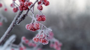 Frosts down to -20 degrees will return to Kazakhstan