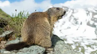 Biologist films rare animals in Almaty mountains