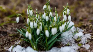Almaty Botanical Garden appeals to Kazakhstanis