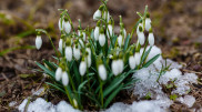 Almaty Botanical Garden appeals to Kazakhstanis