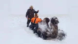 Drowning camel rescued from swamp in Northern Kazakhstan