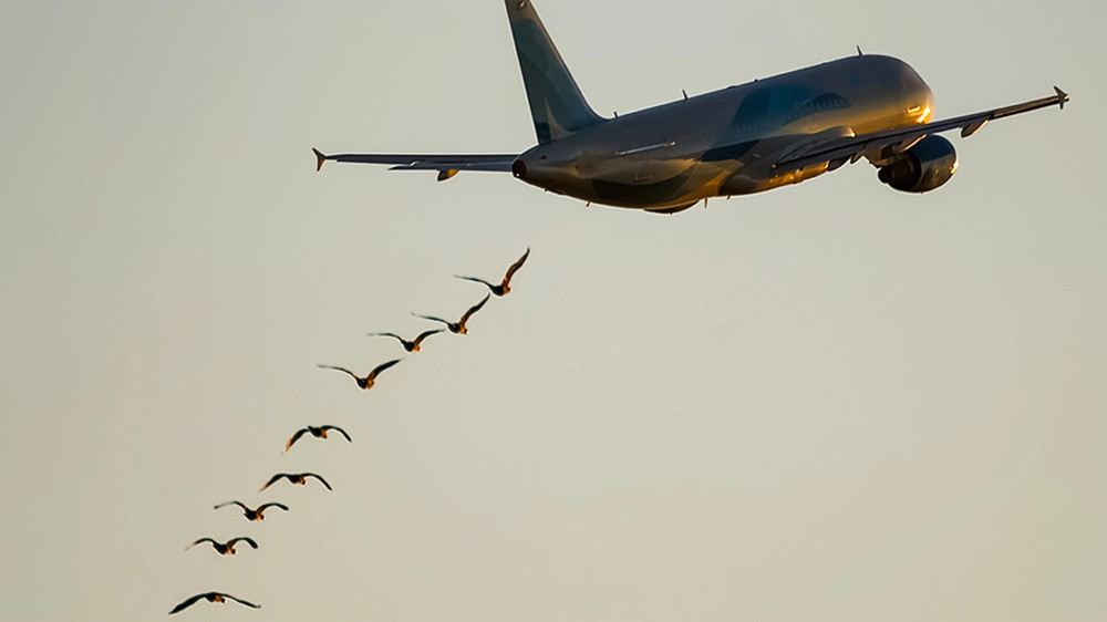 Plane collided with a bird during a Phu Quoc – Astana flight