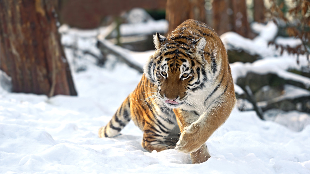 Four more tigers will be brought to Kazakhstan from Russia
