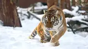 Four more tigers will be brought to Kazakhstan from Russia