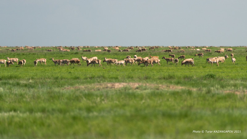 ©️ Turar Kazangapov