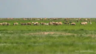 Deputy urges action on saiga population control this year