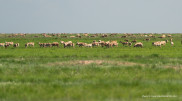 Deputy urges action on saiga population control this year