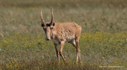 Will saigas be culled in Kazakhstan? Ecology Minister responds