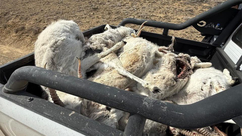 instagram.com/typical_zhezkazgan