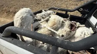 Thousands of saigas died in Kazakhstan
