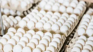 Kazakhstan bans the import of chicken eggs: official explanation